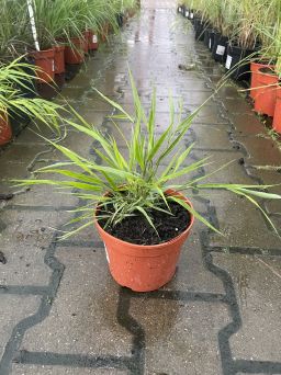 Hakonechloa Macra 'Greenhills' - C1,5