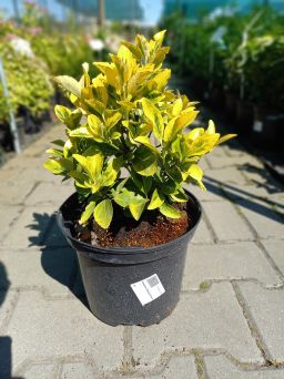 Euonymus Fortunei 'Aureus' - Trzmielina Fortune'a - C5