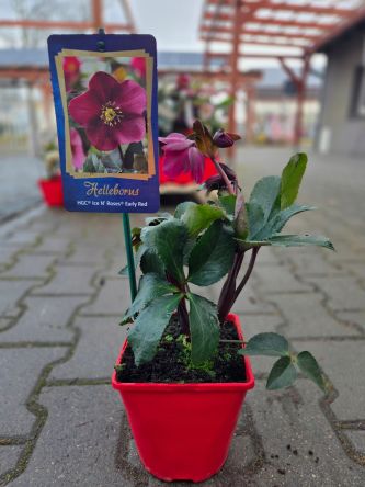Helleborus HGC Ice N' Roses 'Early Red ' - Ciemiernik Pełny - C2