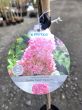 Hydrangea Pani Sundae Fraise - Hortensja Bukietowa szczepiona PA80/100CM C5 - 2