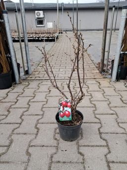 Agrest 'Seviernyj Kapitan (bezkolcowy)' Forma Krzaczasta - C2