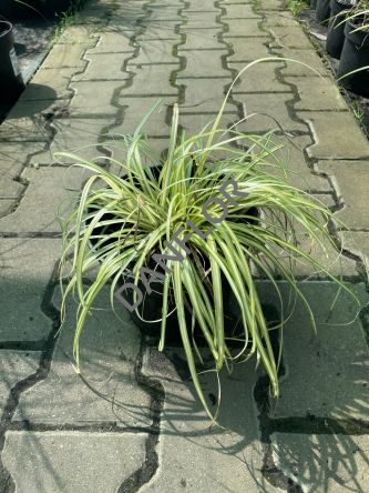 Carex Oshimensis 'Evergold' - Turzyca Oszimska - C3