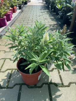 Budleja Davidii 'Butterfly Candy Little White' - Budleja Dawida - C3