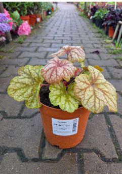 Heuchera ‘Champagne’ – Żurawka – C2