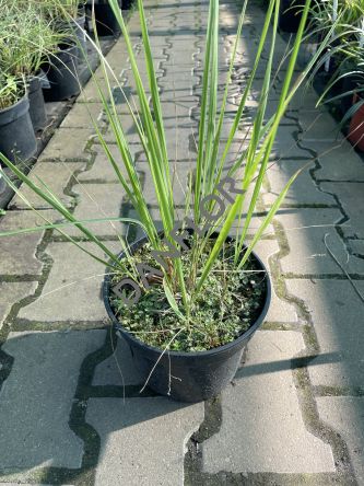 Calamagrostis Acutiflora 'Overdam' - Trzcinnik Ostrokwiatowy - C3