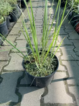 Calamagrostis Acutiflora 'Overdam' - Trzcinnik Ostrokwiatowy - C3