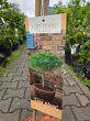 Pinus Densiflora 'Low Glow' - Sosna Gęstokwiatowa – Forma Pienna 60 cm  - C5 - 2