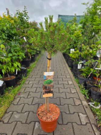 Pinus Densiflora 'Low Glow' - Sosna Gęstokwiatowa – Forma Pienna 60 cm  - C5