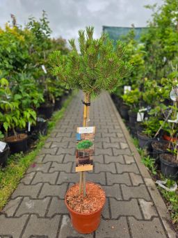 Pinus Densiflora 'Low Glow' - Sosna Gęstokwiatowa – Forma Pienna 60 cm  - C5