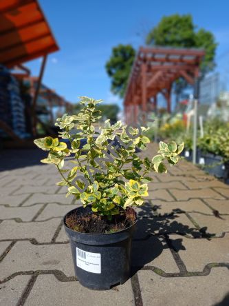 Euonymus Fortunei 'Country Gold' - Trzmielina Fortune'a - C1,5