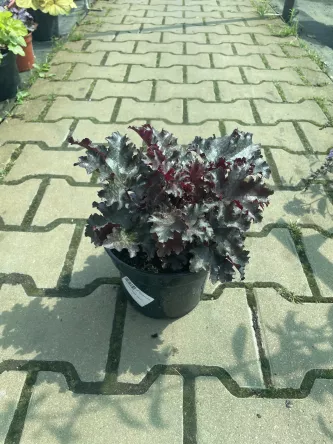 Heuchera 'Black Tafetta' - Żurawka - C2