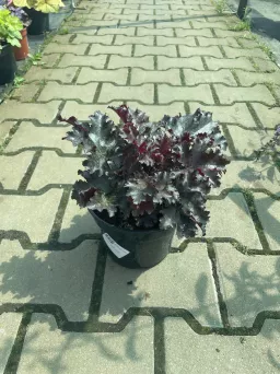 Heuchera 'Black Tafetta' - Żurawka - C2