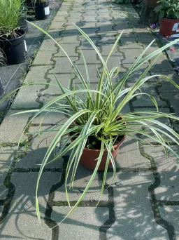 Carex Morrowi 'Gold Band' - Turzyca Włosista - C2