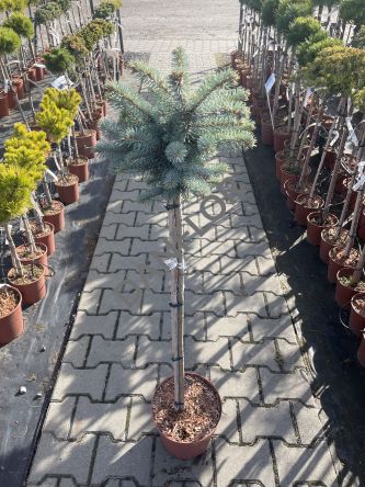 Picea Pungens 'Glauca Globosa' -Świerk Kłujący -  FP 90cm