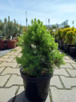 Picea Glauca 'Conica' - Świerk Biały - C3