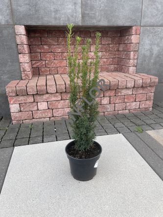 Taxus Media 'Hicksii' - Cis Pośredni - C3