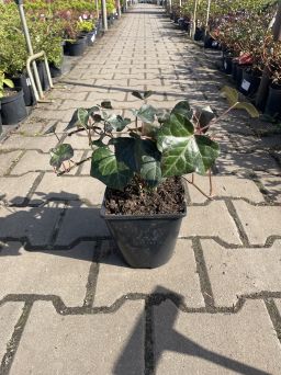 Hedera Helix 'Hibernica' - Bluszcz Pospolity - C2