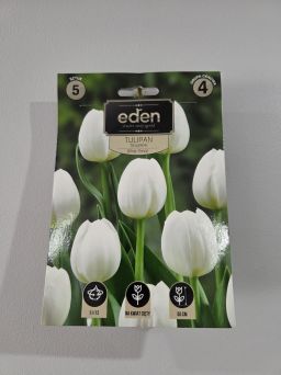 VG - TULIPAN WHITE PRINCE