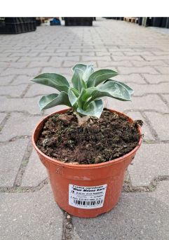 Hosta 'Blue Mouse Ears' - Funkia - C1,5