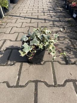 Hedera Helix 'Goldchild' - Bluszcz Pospolity - C2