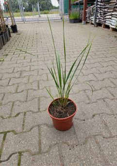 Calamagrostis Acutiflora 'Karl Foerster' - Trzcinnik Ostrokwiatowy - C2