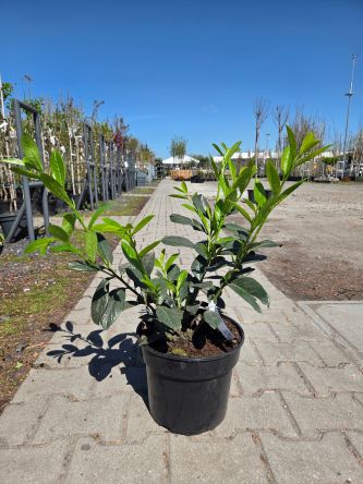 Prunus Laurocerasus Novita - Laurowiśnia wschodnia C10