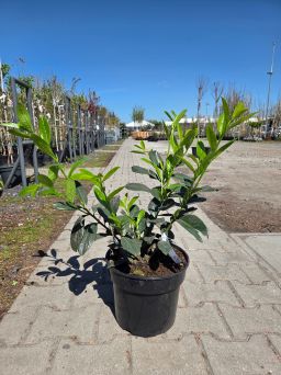 Prunus Laurocerasus Novita - Laurowiśnia wschodnia C10