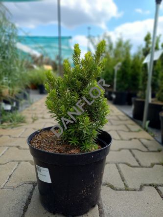 Taxus Media 'Hillii' - Cis Pośredni - C5