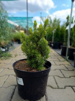 Taxus Media 'Hillii' - Cis Pośredni - C5