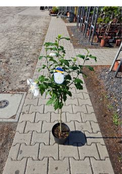 Hibiscus Syriacus ‘Eleonore’ – Ketmia – C3