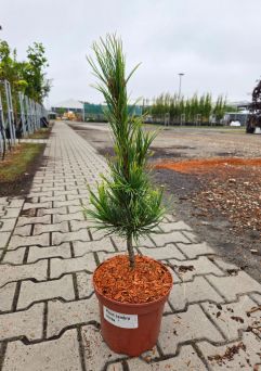 Pinus Cembra 'Aurea' - Sosna Limba  - C5