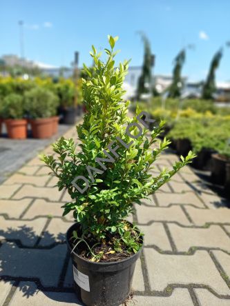 Buxus Sempervirens - Bukszpan Wieczniezielony - C2