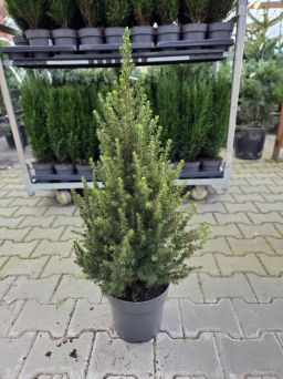 Picea Glauca 'Conica' - Świerk Biały - C5