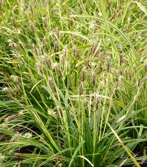 Carex morowii 'Ice Dance' - Turzyca Morrowa C3
