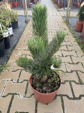 Pinus Nigra 'Oregon Green' - Sosna Czarna - C5