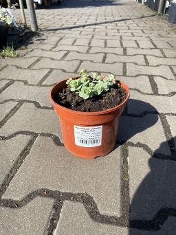 Sedum 'Bright Pink' - Rozchodnik - C1,5