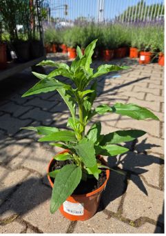 Echinacea Purpurea 'Meditation Orange' - Jeżówka Purpurowa - C2