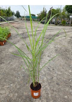 Miscanthus Sinensis ‘Melepartus’ – Miskant Chiński – C2
