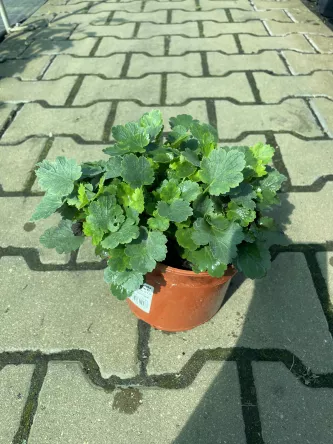 Heuchera 'Schneewittchen' - Żurawka - C1,5