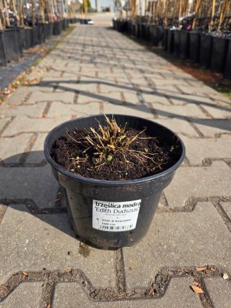 Molinia caerulea Edith Dudszus - Trzęśłica modra, trawa ozdobna C3