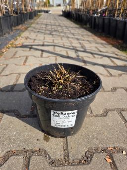 Molinia caerulea Edith Dudszus - Trzęśłica modra, trawa ozdobna C3