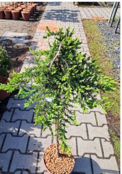Juniperus Communis ‘Green Mantle’ – Jałowiec Pospolity – Forma Pienna 80CM – C5