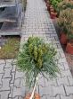Pinus Strobus 'Green Twist' - Sosna Górska - C4,5 - Forma Pienna 80cm - 2