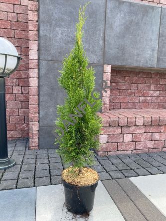 Thuja Occidentalis 'Smaragd' - Żywotnik Zachodni - C3