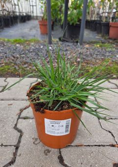 Rozplenica Japońska 'Little Bunny' - Pennisetum Alopecuroides - C2