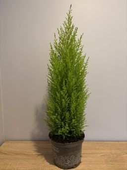 Cupressus Goldcrest 'Wilma' - Cyprysik Goldcrest - P17