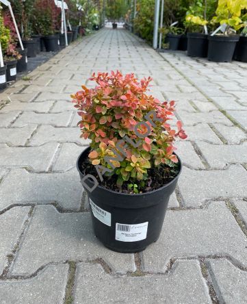 Berberis Thunbergii 'Admiration' - Berberys Thunberga - C2