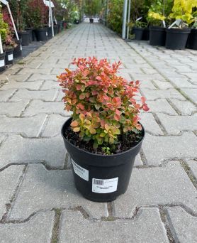 Berberis Thunbergii 'Admiration' - Berberys Thunberga - C2