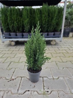 Juniperus Chinensis 'Stricta' - Jałowiec - P13