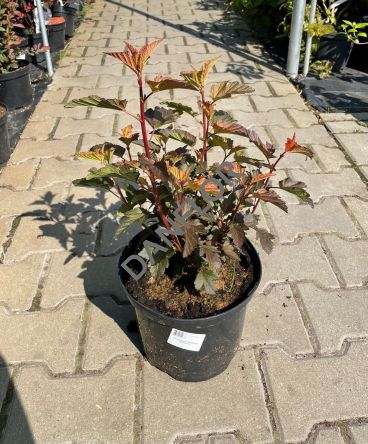 Physocarpus Opulifolius 'Zdechovice' - Pęcherznica Kalinolistna - C5